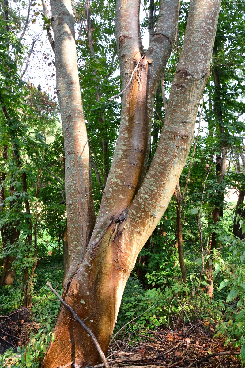 Fehlwüchsige Bäume